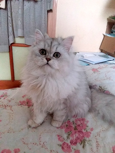 SYLVIA